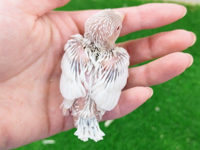 シルバーイノ文鳥