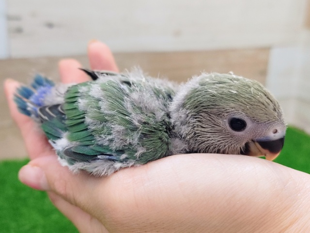 コザクラインコ（小桜インコ）