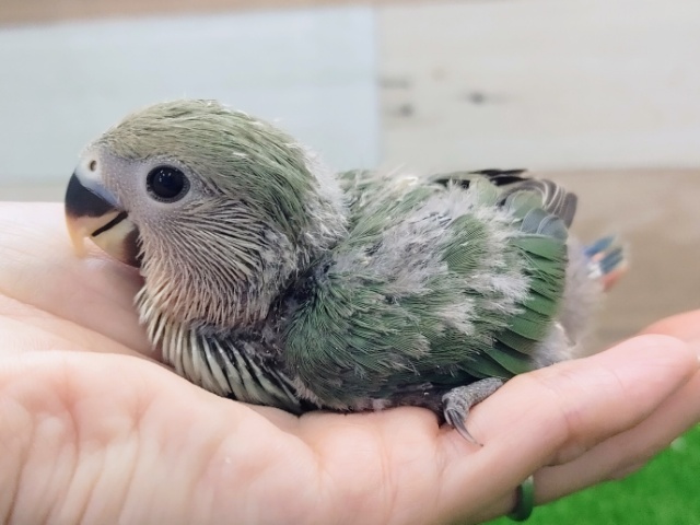 コザクラインコ（小桜インコ）
