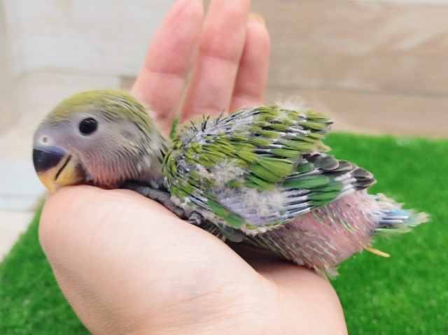 コザクラインコ（小桜インコ）