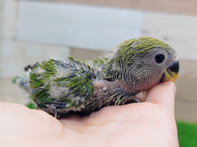 コザクラインコ（小桜インコ）