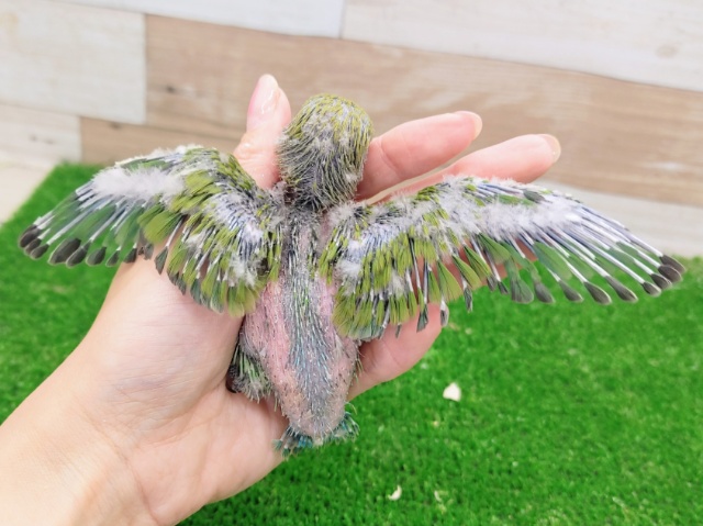 コザクラインコ（小桜インコ）