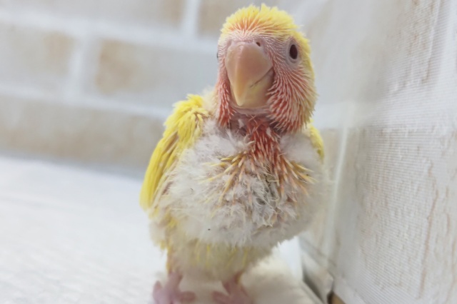 コザクラインコ（小桜インコ）