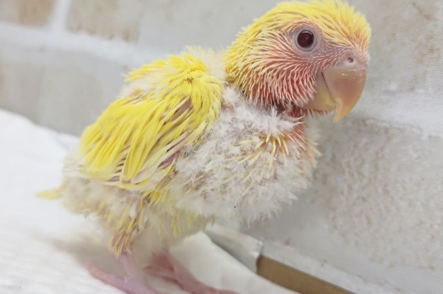 コザクラインコ（小桜インコ）