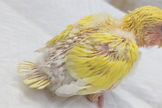 コザクラインコ（小桜インコ）