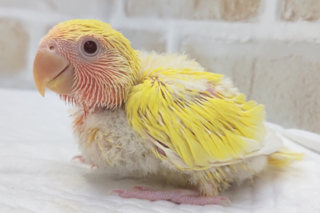 コザクラインコ（小桜インコ）