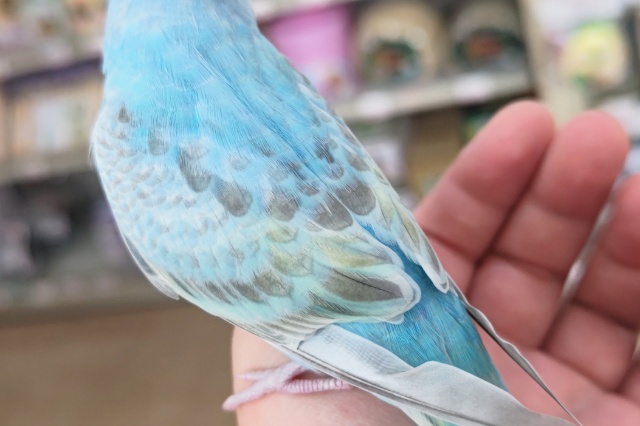 セキセイインコ