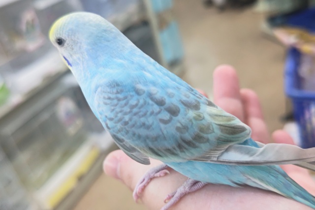 セキセイインコ