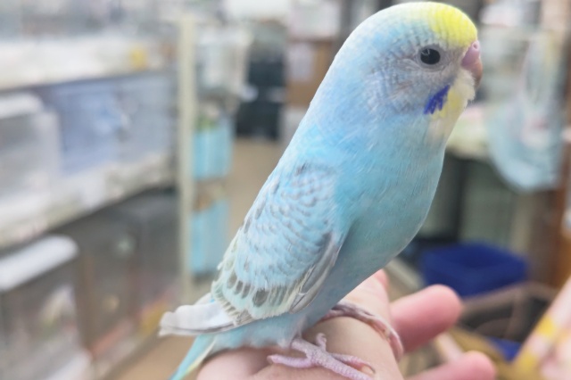 セキセイインコ