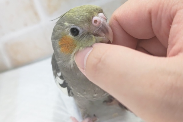 オカメインコ