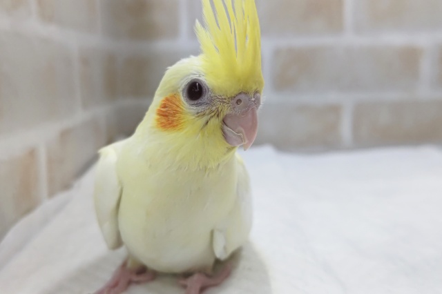 オカメインコ