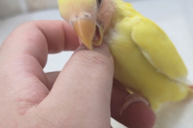 コザクラインコ（小桜インコ）
