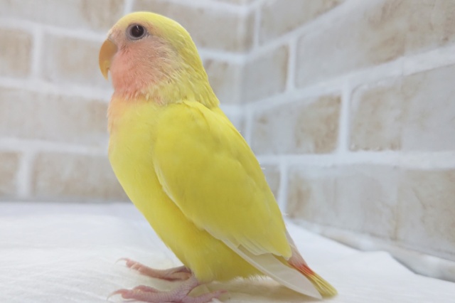コザクラインコ（小桜インコ）