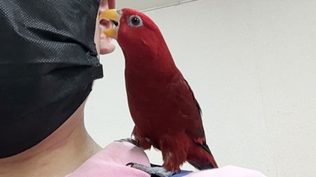 ヒインコ