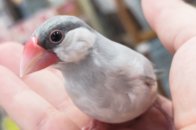 シルバー文鳥