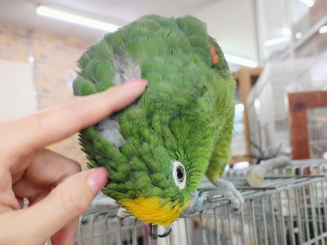 キビタイボウシインコ
