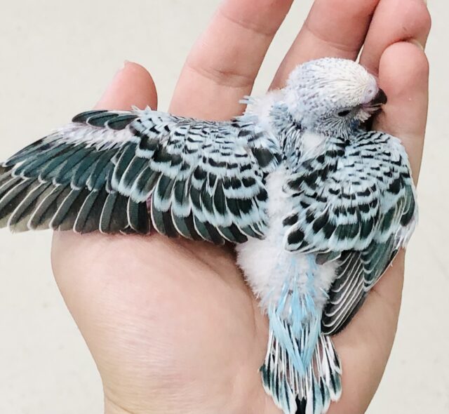 セキセイインコ