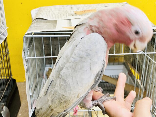 モモイロインコ