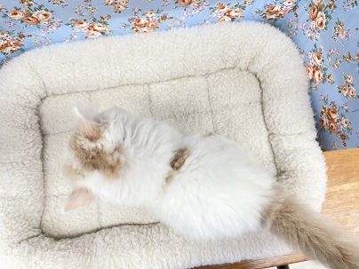 スコティッシュフォールド