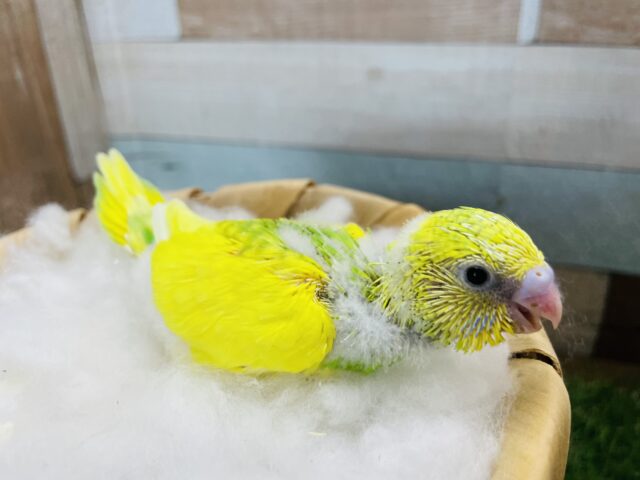 セキセイインコ