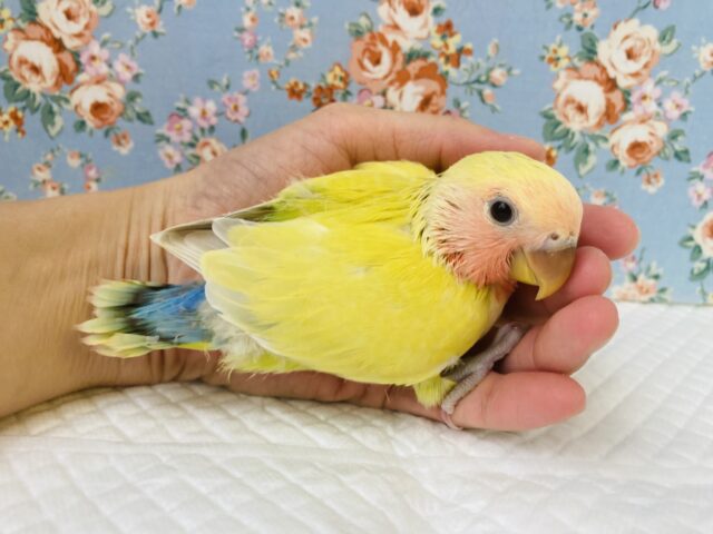 コザクラインコ（小桜インコ）