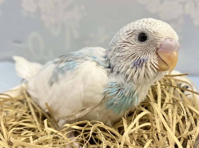 空色ビューティー☁️🫧 セキセイインコ(スパングルパイド)2023年9月生まれ セキセイインコ