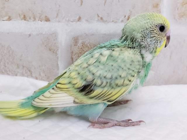 セキセイインコ