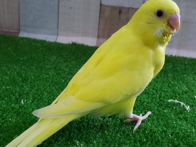 セキセイインコ