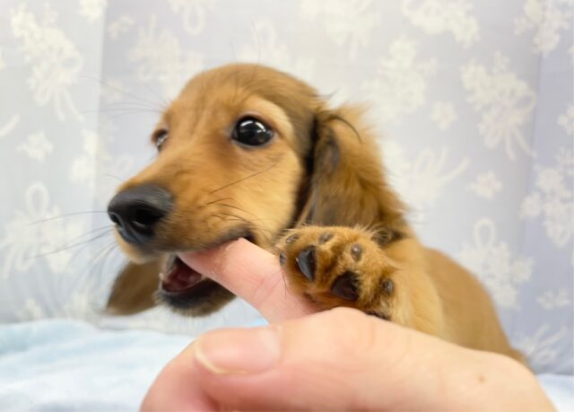 ミニチュアダックス