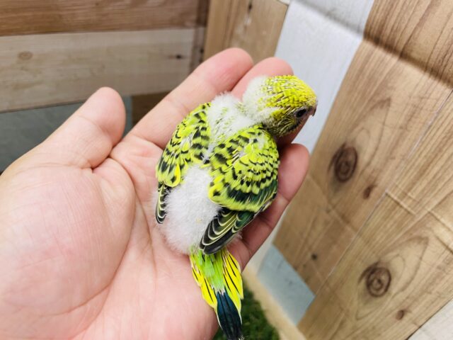 セキセイインコ