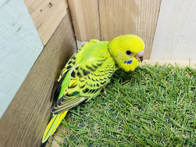 セキセイインコ