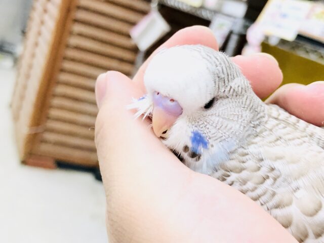ジャンボセキセイインコ
