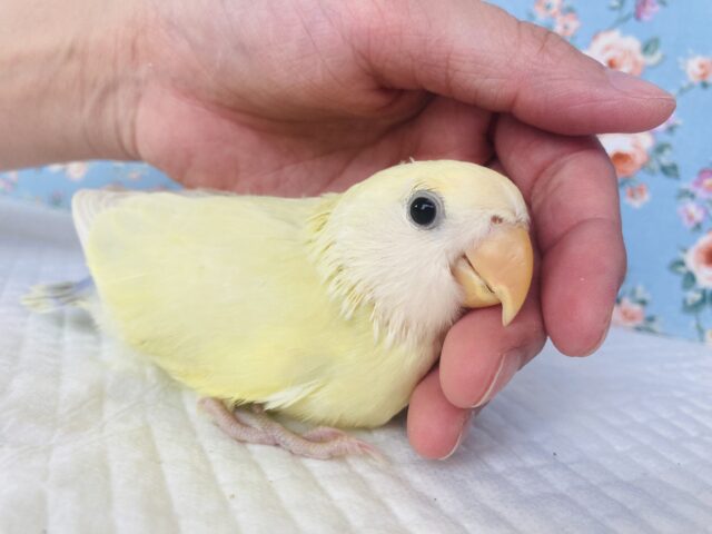 コザクラインコ（小桜インコ）