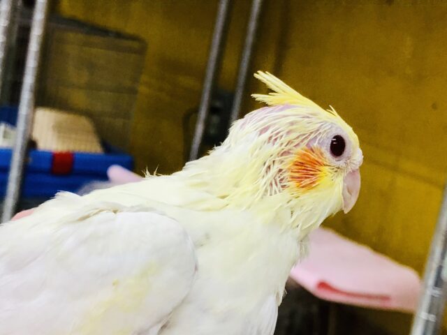 オカメインコ