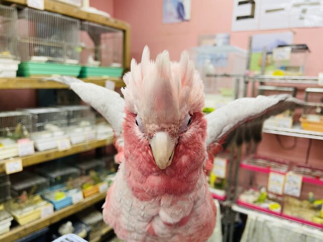 モモイロインコ
