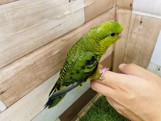 サザナミインコ