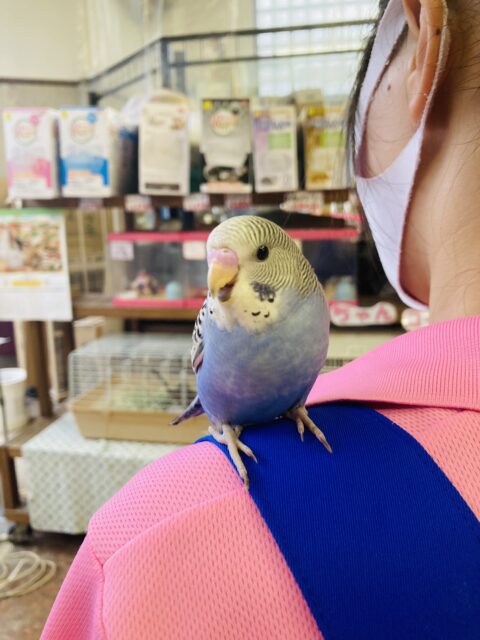 セキセイインコ