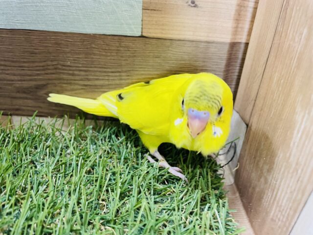 セキセイインコ