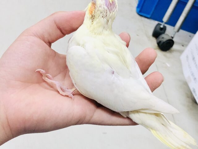 オカメインコ