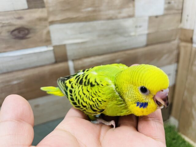セキセイインコ
