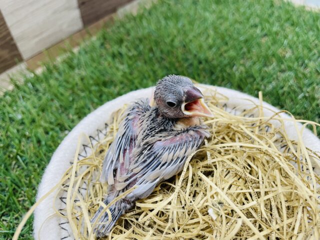 今期初入舎☆かっこよさと可愛さを兼ね備えたコ!シルバーイノ文鳥!! シルバーイノ文鳥