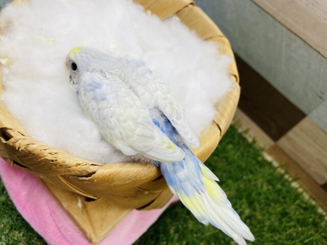 セキセイインコ