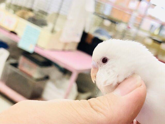 セキセイインコ
