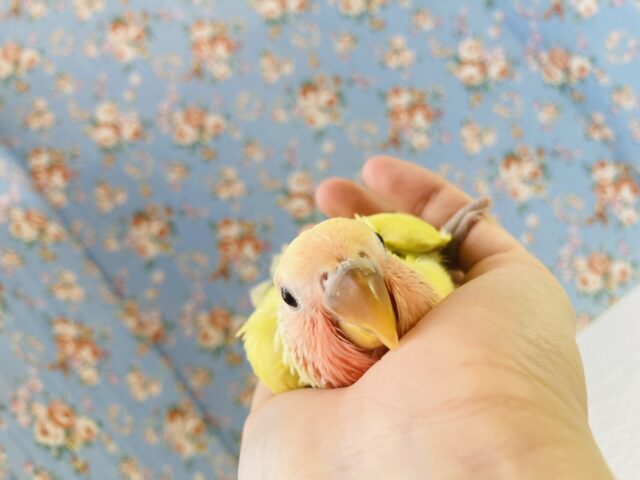 コザクラインコ（小桜インコ）