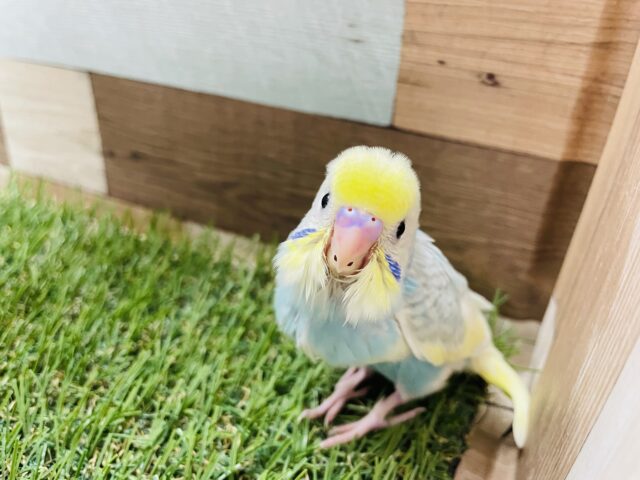 セキセイインコ