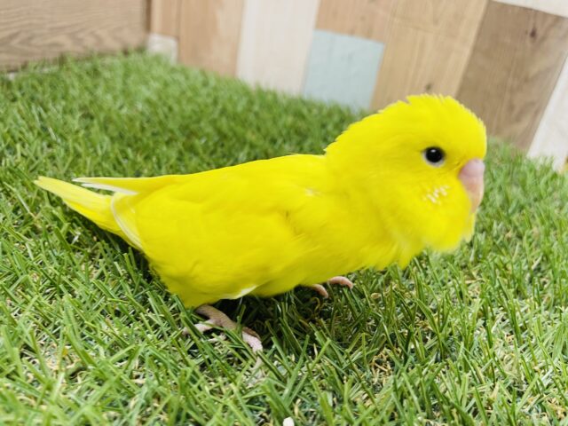 セキセイインコ