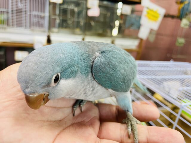 オキナインコ