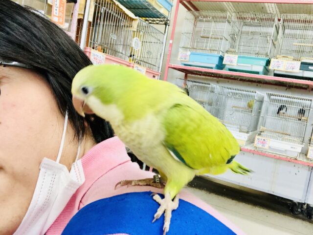 オキナインコ