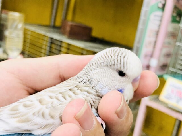 ジャンボセキセイインコ