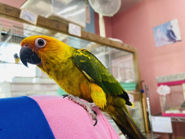 コガネメキシコインコ